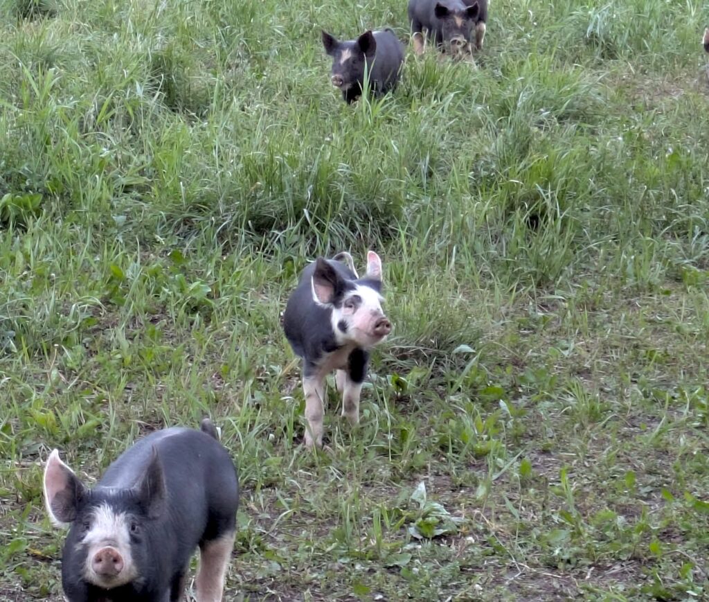Piglets on grass Riemer farm