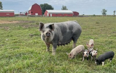 Farmer Q&A: Hasselmann Family Farm