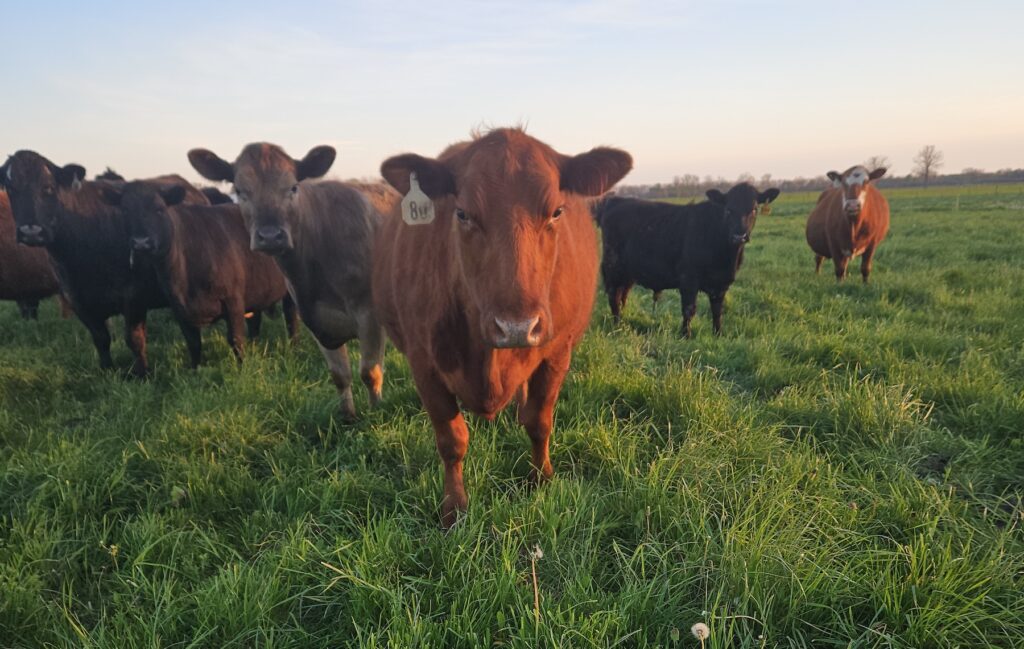 Cows Vintage Farm