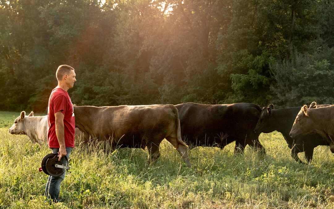 Vintage Meadows Animals-Ryan-cattle